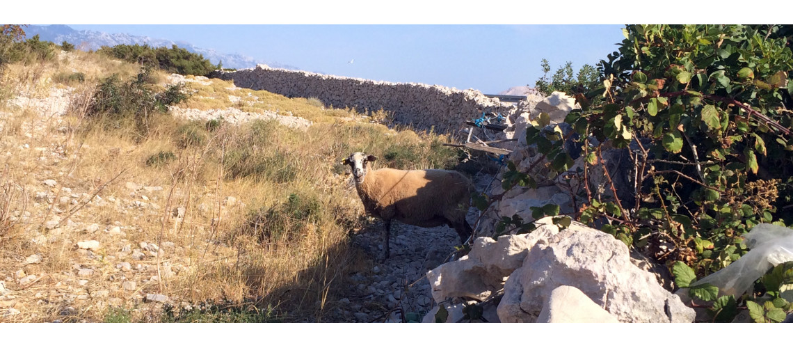 Die nativen Schafe der Insel Pag