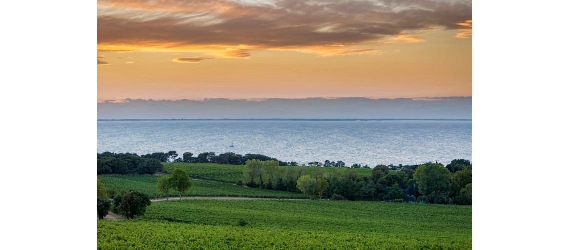 The best wine from Slovenian Istria